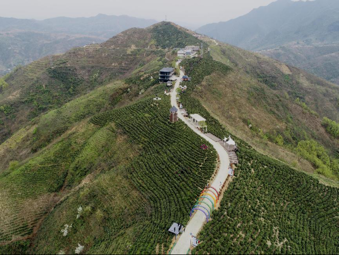 陜西廣電融媒體集團(tuán)農(nóng)林衛(wèi)視助力陜西茶區(qū)“以茶興業(yè)，以茶富民”