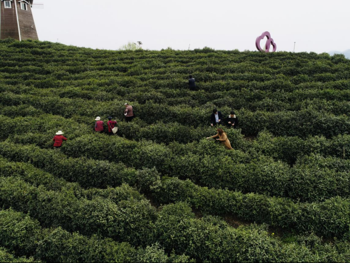 陜西廣電融媒體集團(tuán)農(nóng)林衛(wèi)視助力陜西茶區(qū)“以茶興業(yè)，以茶富民”